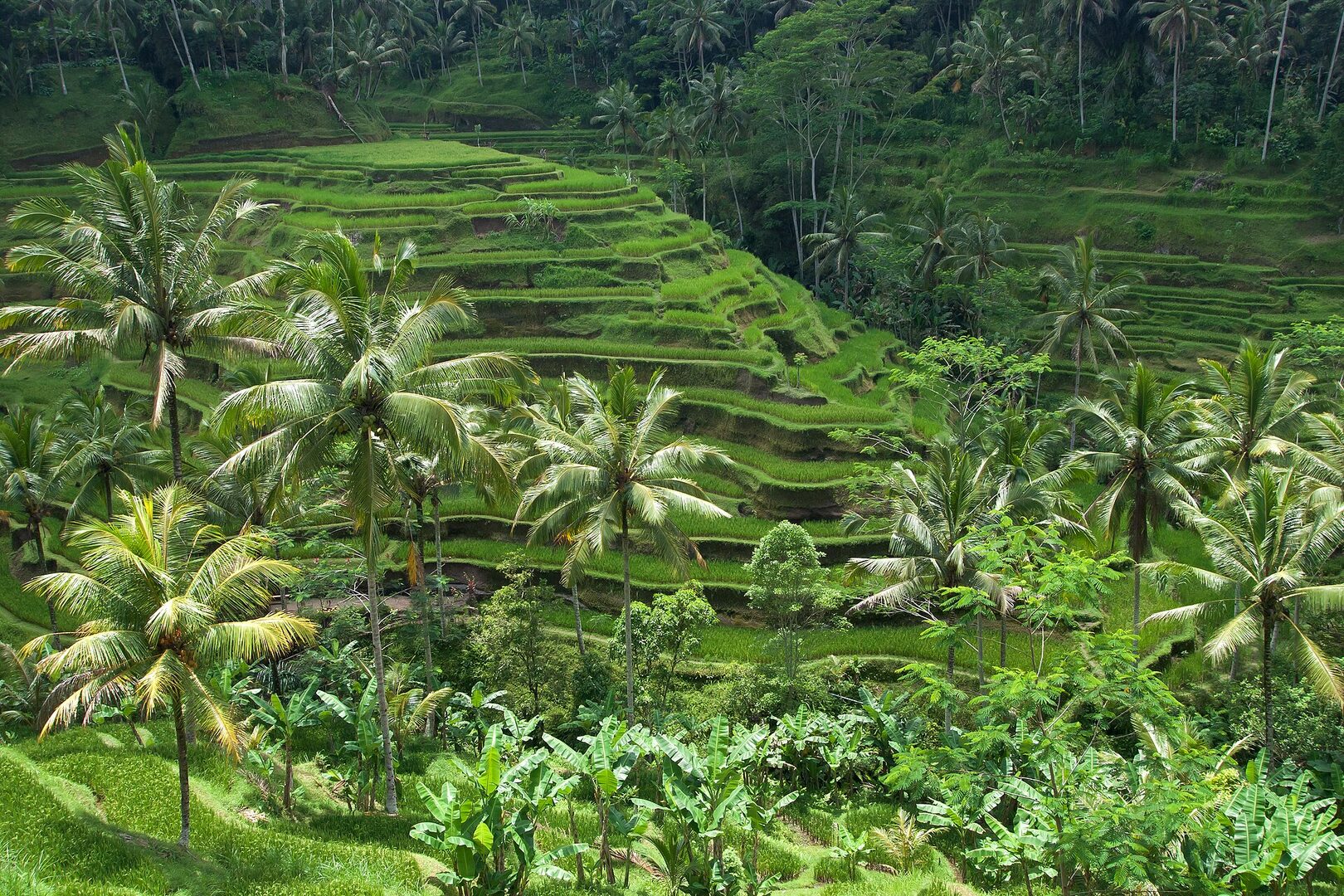 Ubud i Centrum Bali — Bali