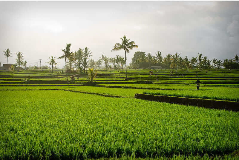 Ubud Rice Fields