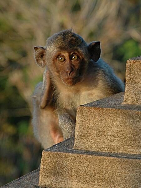 Uluwatu BabyMonkey